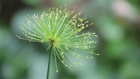 Papyrus Plant Stock Footage Video | Shutterstock