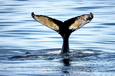 Whale Watching Bar Harbor Tour: When Can You See Whales In Bar Harbor, Maine?