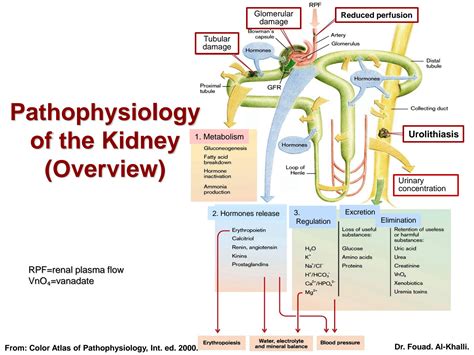 SOLUTION: kidney diseases - Studypool