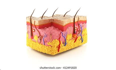 1,214 Skin cross 3d 이미지, 스톡 사진 및 벡터 | Shutterstock