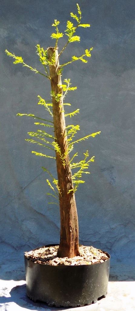 Get Swamp Cypress Bonsai Care Tips - Hobby plan