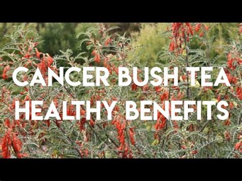 BENEFITS OF DRINKING CANCER BUSH TEA - SUTHERLANDIA FRUTESCENS - YouTube