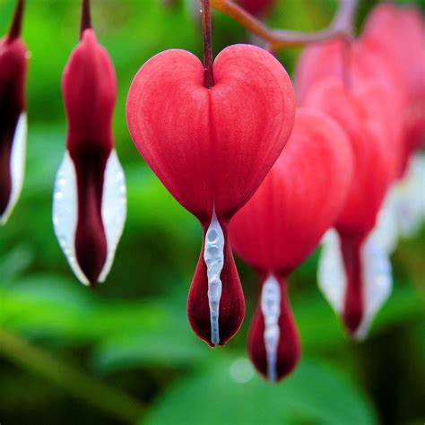 Red Bleeding Heart Plants For Sale | Dicentra Valentine – Easy To Grow ...