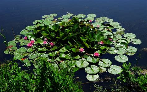 Pond Water Lilies Early - Free photo on Pixabay - Pixabay