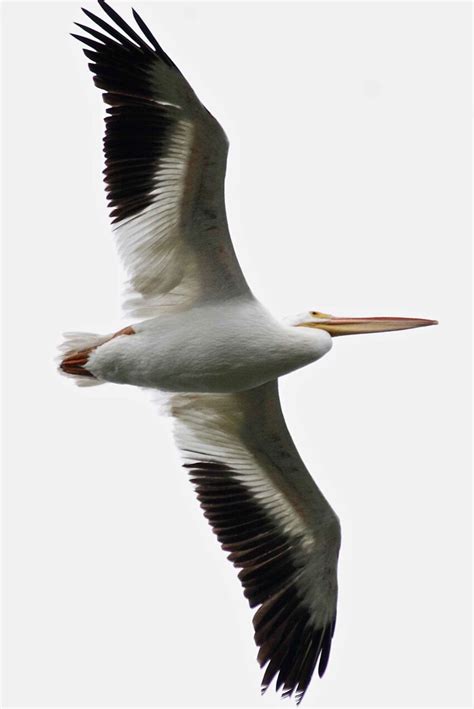 Free picture: up-close, American, white pelican, flying, pelecanus ...