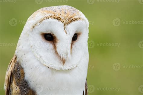 Barn owl 703432 Stock Photo at Vecteezy