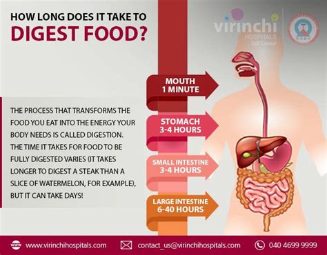 How long does it take to digest food | Digestive health, Body health ...