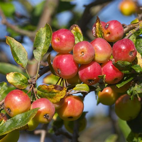 Malus 'Red Sentinel | Flowering Crab Apple Tree | Ornamental Tree | 5 ...