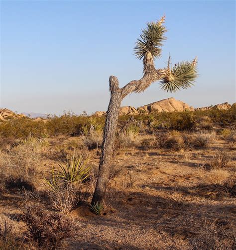 A Guide to Joshua Tree National Park in Twentynine Palms, California ...