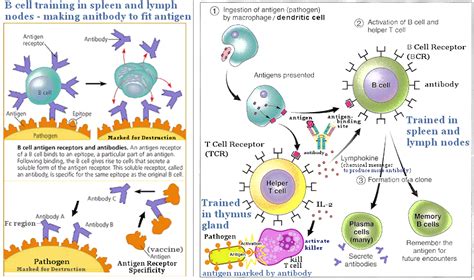 Three Lines Of Defense Immune System