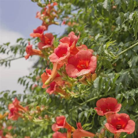 Distictis buccinatoria - Red Trumpet Vine | Western Star Nurseries