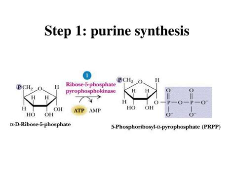 PPT - Nucleotide metabolism – Part 1 (purine biosynthesis) PowerPoint ...