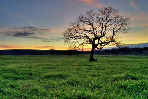 Oak Tree In A Grassy Field At Sunset by Brett Maurer