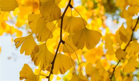 Yellow Leaves Tree