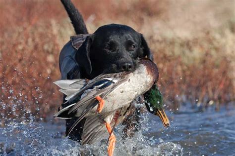 10 Dog Breeds That Make The Best Hunting Companions