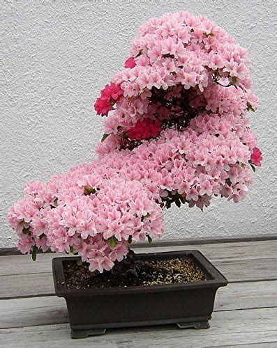 Prunus Serrulata Japanese Sakura Flowering Cherry Bonsai Tree Seed by ...