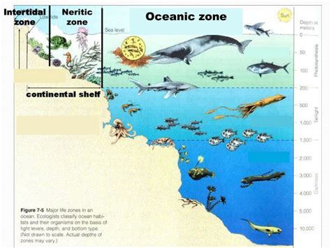 PPT - Marine Ecosystems PowerPoint Presentation - ID:2415396