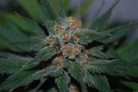 Santa Maria (von No Mercy Supply) :: Cannabis Sorten Infos