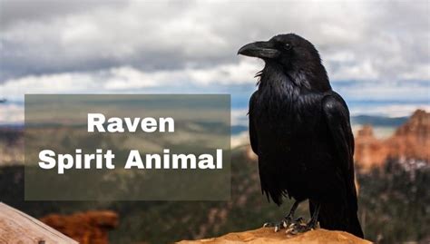 Raven Spirit Animal Meaning | Raven Power Animal Crow