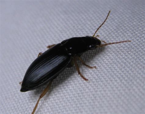 Top 65 of Black Beetle Type Bug In House | milk-chocolate-delights