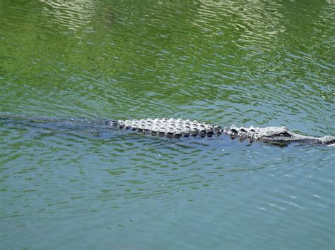 Florida Wildlife Alligator - Free photo on Pixabay