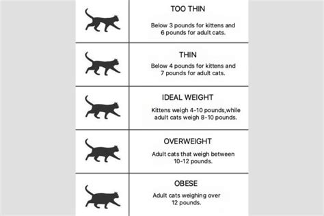 The Cat Overweight Chart: Everything You Need to Know