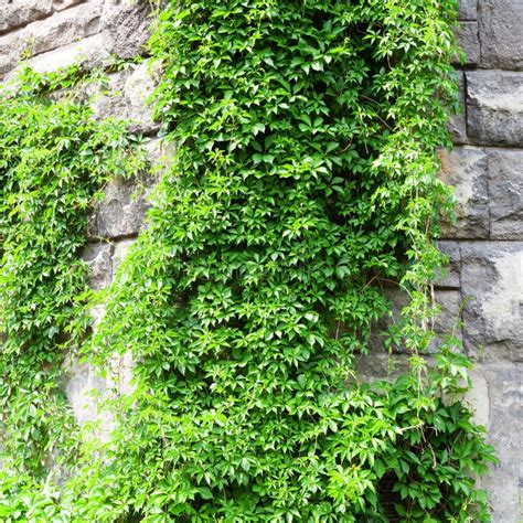 A Stone Wall with Green Plants. Plants on the Old Wall Stock Photo - Image of colorful, wall ...