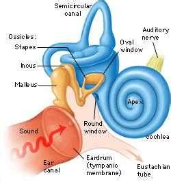 Ear anatomy Page 4