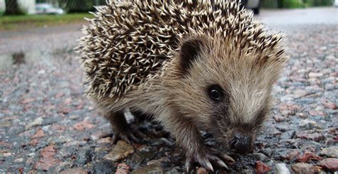 European hedgehog (Erinaceus europaeus) | Natural History Museum