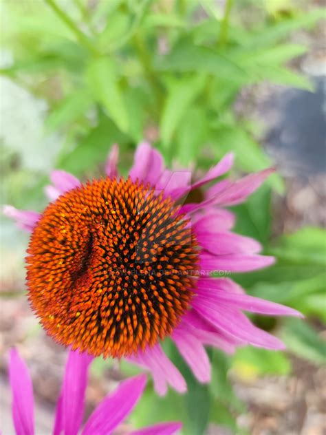 Echinacea purpurea by lazyHelena on DeviantArt