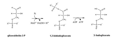 Glyceraldehyde 3 Phosphate Structure