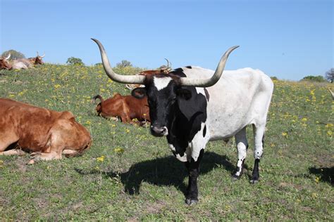 Texas Longhorn The #Texas Longhorn is a breed of cattle known for its ...