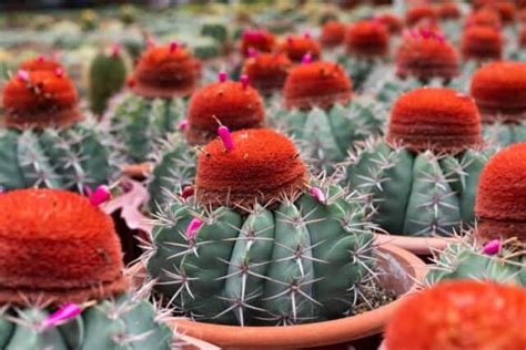 How Often Does a Cactus Bloom? Steps to get your Cacti to Flower