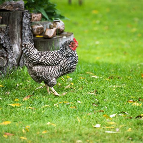 Raising Dominique Chickens - Breed Facts - ChickenCoopGuides.com