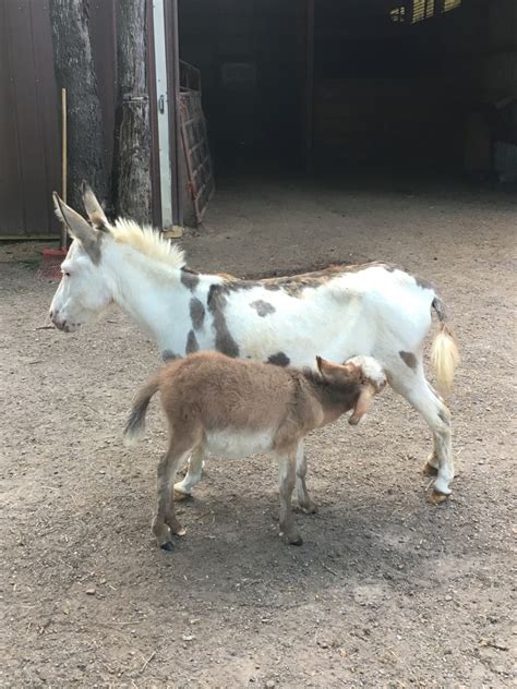 Rescued Donkeys