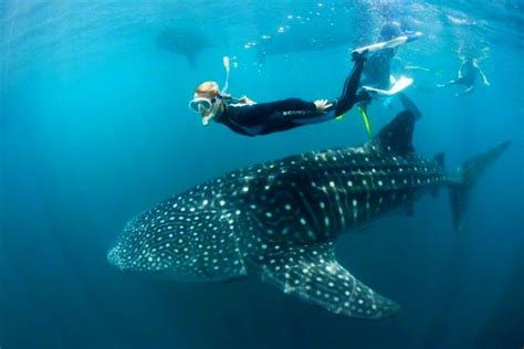 Whale Shark Snorkeling | Blue Dive Cancún