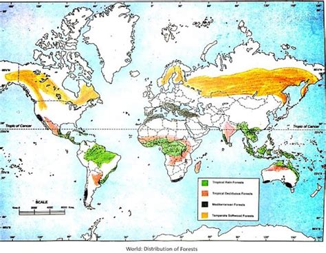 Natural Vegetation and Wildlife- Class 8 Geography Guide