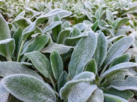 Lamb's Ear: A Growing & Care Guide for Stachys byzantina | Garden Design