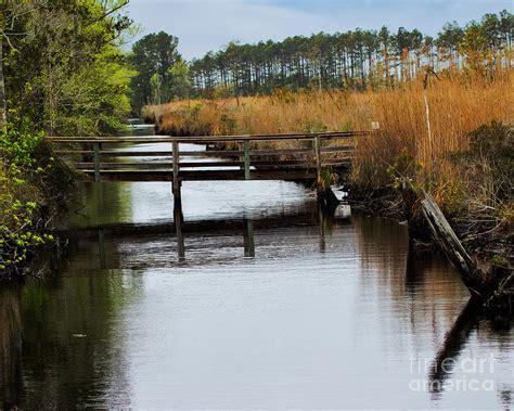 Alligator River National Wildlife Refuge Photograph by Tom Gari Gallery-Three-Photography