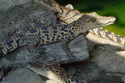 Siamese crocodile hatchlings | Siamese crocodile hatchlings,… | Flickr - Photo Sharing!