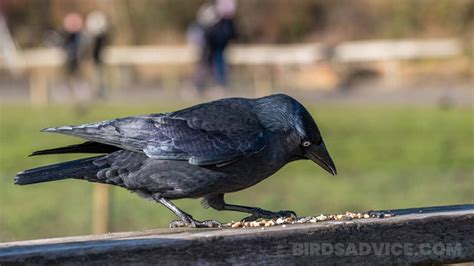 What Do Crows Eat? List Of Crow Diets (With Pictures)