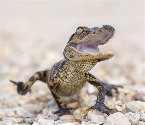 Baby freshwater crocodile showing his teeth #nature #Photography # ...