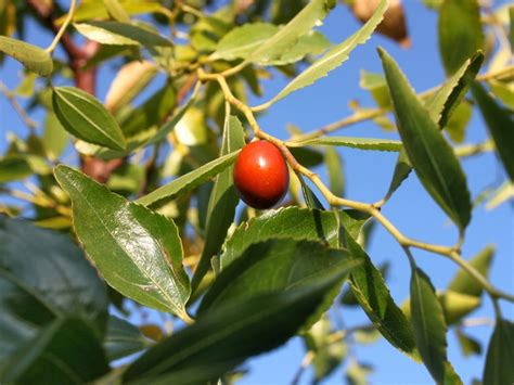 Jujube Tree Care - How To Grow A Jujube Tree