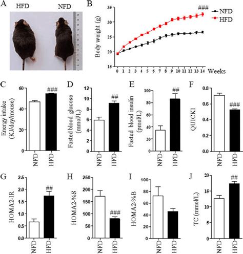 Characteristics of HFD-induced obese mice. C57BL/6 mice were fed with ...