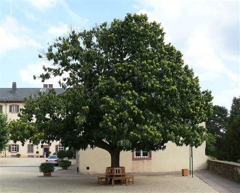 EUROPEAN CHESTNUT Tree Seeds 5pcs Gift Seeds With Love / | Etsy