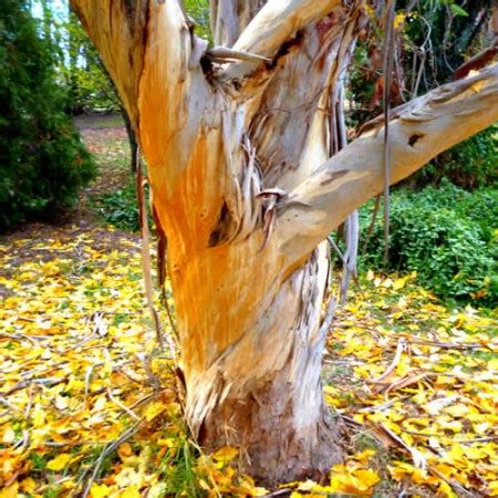 Yellow Stringybark Tree - Langleys Timber