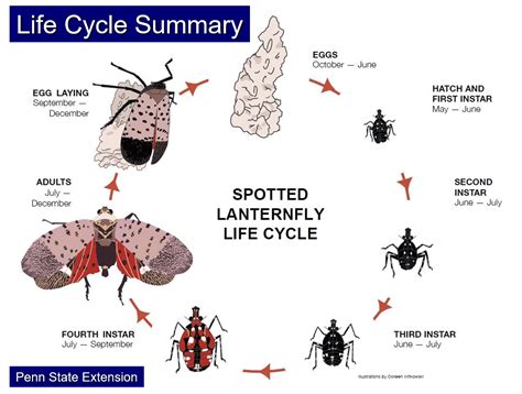 Spotted lanternfly hits northern, southern Indiana - Fruit Growers News