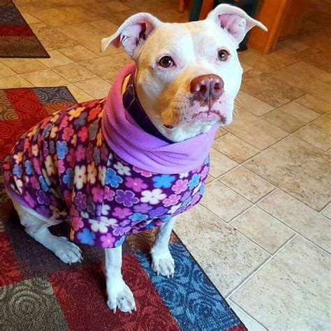 Large dog sweater / pitbull / custom | Large dog sweaters, Pitbulls ...