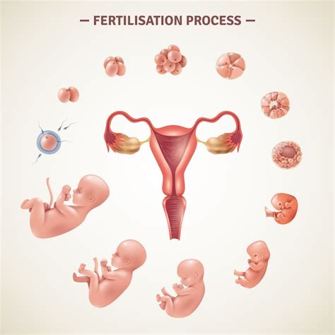 Free Vector | Human fertilization process poster