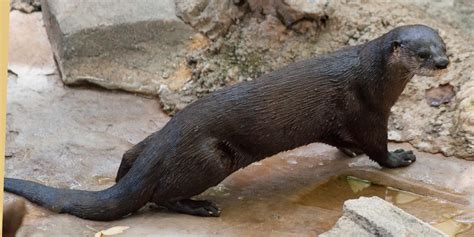 North American river otter | Smithsonian's National Zoo and ...